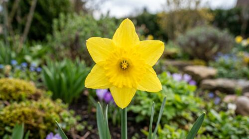 pflanzen sie diese blume im märz und genießen sie einen mühelos blühenden garten den ganzen sommer lang. perfekt für eine farbenfrohe und lebendige gartensaison.