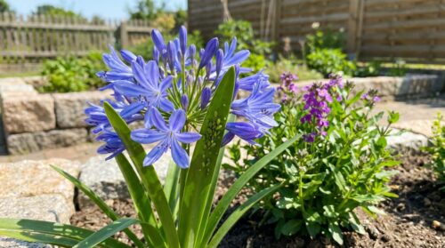 Agapanthus und Blattläuse: Mit dieser Pflanze den Schädlingsbefall um 80 % verringern