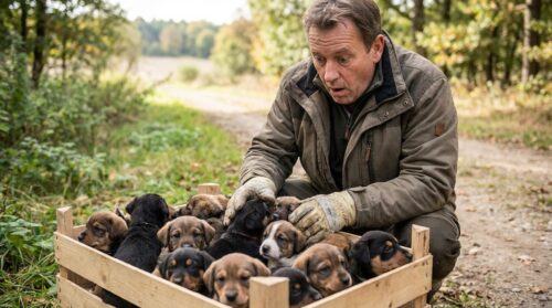 Mann entdeckt plötzlich 15 herrenlose Welpen : Tierheim stößt jetzt an seine Grenzen
