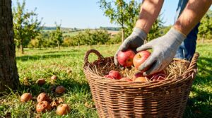 Schützen Sie Ihren Obstgarten: Effektive und kostenlose Methode gegen faule Äpfel